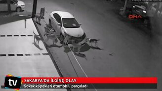 Собаки дербанят авто - смотреть видео (1:29)