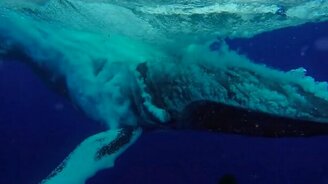 Захватывающий прыжок кита - смотреть видео (0:30)