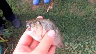 Одноглазый карась - смотреть видео (0:35)