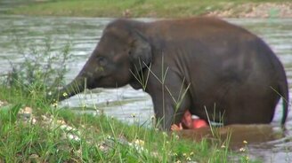 Слон бросился на помощь тонущему человеку - смотреть видео (0:54)