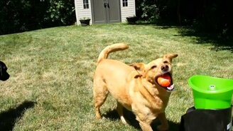 Игрушка-развлекалка для собак - смотреть видео (0:55)