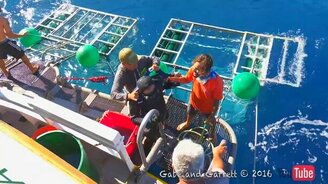 Акула проникла в клетку к дайверу - смотреть видео (1:38)