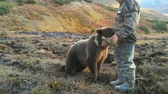 Бесстрашные сибиряки и медведь - смотреть видео (1:20)