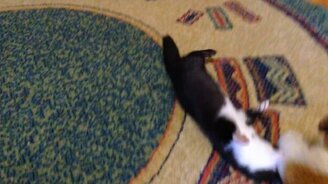 Норка резвится с игрушкой - смотреть видео (0:50)