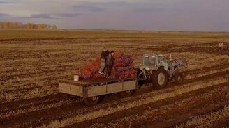 Неудачный удар картошкой по дрону - смотреть видео (0:31)