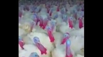 Разговор с индюшками - смотреть видео (1:17)