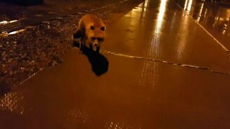 Лисы провожают на работу - смотреть видео (1:41)