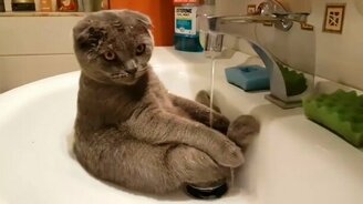 Кот подмывается - смотреть видео (0:46)