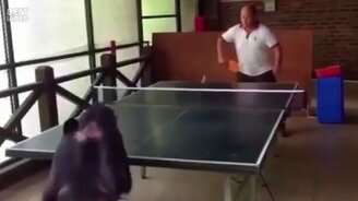 Шимпанзе-теннисистка - смотреть видео (0:24)