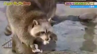 Енот и сладкая вата - смотреть видео (0:45)