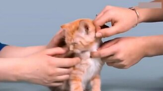 Эволюция кошек за 100 лет - смотреть видео (1:01)