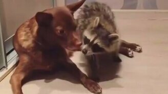 Приставучий енот и терпеливая собачонка - смотреть видео (0:59)