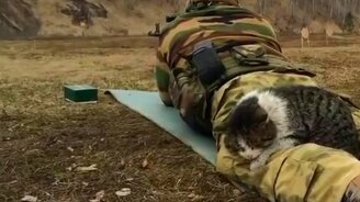 Самый невозмутимый кот - смотреть видео (0:37)