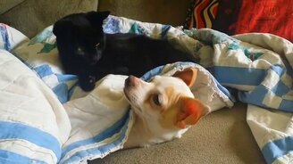 Котёнок нападает на собаку - смотреть видео (1:40)