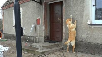 Пёс звонит в дверь - смотреть видео (1:26)