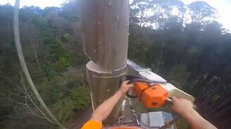 Зрелищное спиливание высоченного дерева - смотреть видео (4:18)