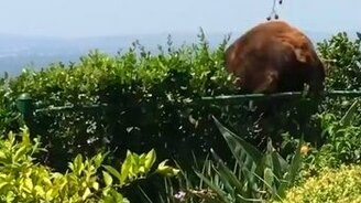 Собаки прогоняют медведя - смотреть видео (0:26)