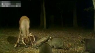 Олень отбирает еду у енотов - смотреть видео (5:04)