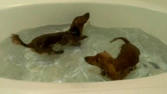 Щенята таксы любят купаться - смотреть видео (1:00)