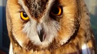 Нежности с совушкой - смотреть видео (0:31)