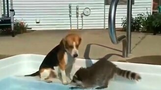 Смешные и милые еноты - смотреть видео (5:20)