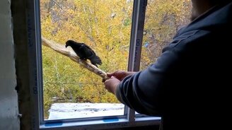 Голубь-циркач на венике - смотреть видео (1:48)