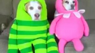 Смешные костюмы для питомцев - смотреть видео (0:18)