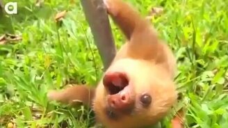 Ленивцы общаются - смотреть видео (1:26)