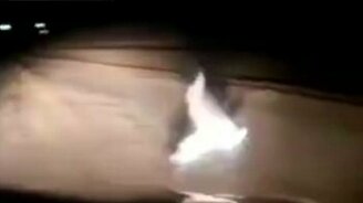 Драка зайцев на дороге - смотреть видео (0:20)