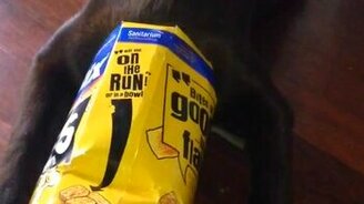 Виновник скрыл своё лицо от камеры - смотреть видео (0:31)