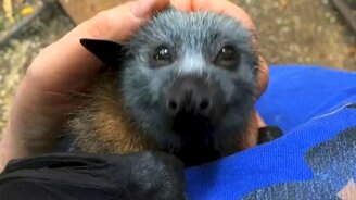 Ручная летучая мышка - смотреть видео (1:29)