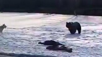 Медведь забрал свою долю - смотреть видео (1:46)