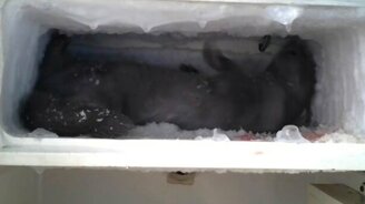 Норка размораживает холодильник - смотреть видео (0:20)