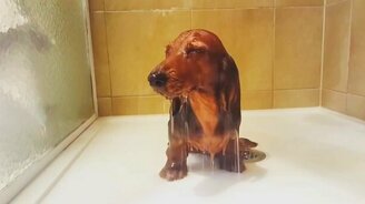 После тяжёлого дня... - смотреть видео (0:15)