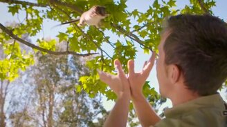 Дружба опоссума и смотрителя зоопарка - смотреть видео (0:54)