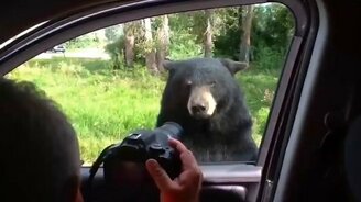 Осторожнее с медведями! - смотреть видео (0:17)