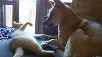 Задира и Терпила - смотреть видео (1:38)