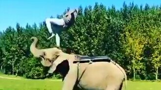 Неудача трюкача на слоне - смотреть видео (0:08)