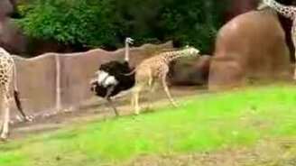 Жирафёнок и страус - смотреть видео (1:10)