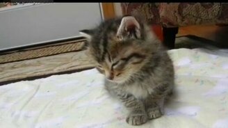 Засыпающий котёнок - смотреть видео (0:35)