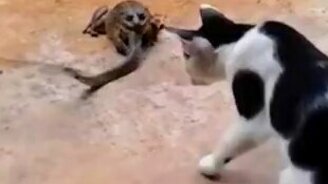 Змея против лягушки и кошки - смотреть видео (4:20)