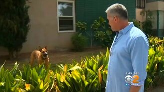 Хозяин с собакой спасли колибри - смотреть видео (2:34)