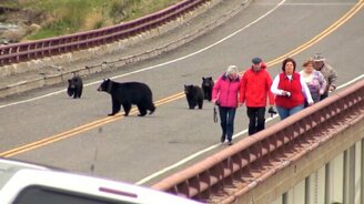 Медведи гоняют туристов - смотреть видео (1:08)