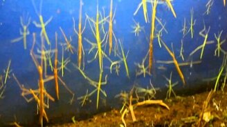 Чистка аквариума палочниками - смотреть видео (2:13)