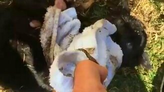 Цепкий малыш чёрного ягуара - смотреть видео (0:23)