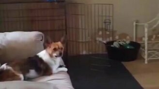 Смешная собачья неудача - смотреть видео (0:06)