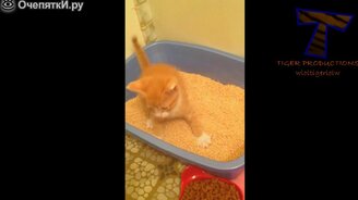 Приколизмы с котятами - смотреть видео (5:21)