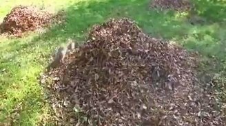 Собака купается в листьях - смотреть видео (1:02)