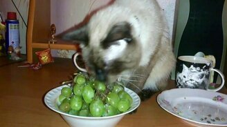 Кот ест виноград - смотреть видео (2:40)