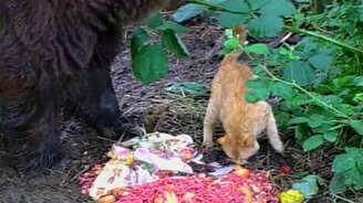 Дружба медведя и кота - смотреть видео (3:15)